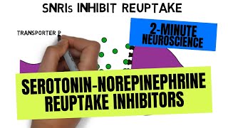 2Minute Neuroscience SerotoninNorepinephrine Reuptake Inhibitors SNRIs [upl. by Dlareme886]