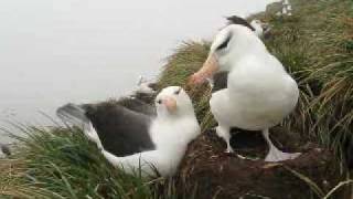 Bird Island albatrosses in October [upl. by Dorothy]