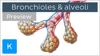 Bronchioles and alveoli Structure and functions preview  Human Anatomy  Kenhub [upl. by Roxine]