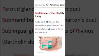 Ductal system of salivary gland shorts salivaryglands [upl. by Mcevoy254]