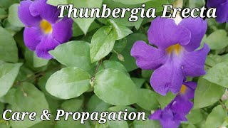 How to care amp propagate Thunbergia ErectaKings mantle Neelkantha plant  Premas Garden [upl. by Nnylirret]