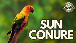 Sun Conure A Parrot EVERYONE WOULD LOVE 🦜 [upl. by Vic140]