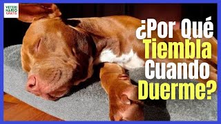 ¿PORQUE MI PERRO TIEMBLA MUCHO CUANDO DUERME [upl. by Eoz]