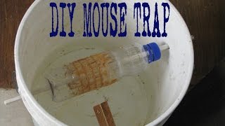 Bucket Mouse Trap  DIY [upl. by Fotzsyzrk26]