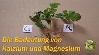 Die Bedeutung von Kalzium und Magnesium [upl. by Windham]