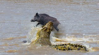 Crocodile Hunting Boar At The River  Poor Wild Boar [upl. by Oralee738]