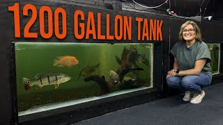 DIY Indoor Pond See How We Built a 1200Gallon Aquarium in Our Store [upl. by Afnin583]