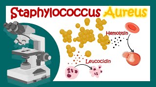 Staphylococcus Aureus  Pathology  Microbiology  What is the best treatment for Staph aureus [upl. by Robby834]