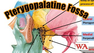 Pterygopalatine Fossa  Simplified World of Anatomy [upl. by Tteragram]