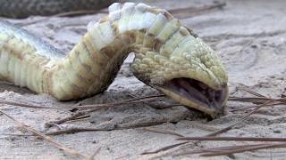 Eastern Hognose Snake Playing Dead [upl. by Anevad]