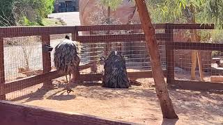 Emus Mating [upl. by Nathanael]