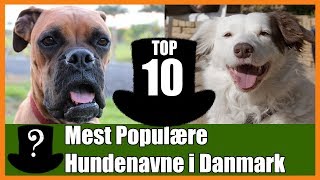 TOP 10 Mest Populære Hundenavne i Danmark [upl. by Shepperd823]