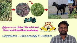 ஜீஞ்சவா புல்  Jinjwa  Marvel Grass Dichanthium annulatum  பசுந்தீவனம்  பயிர் உற்பத்தி amp பயன் [upl. by Akimad]