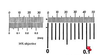 AS Biology  How to calibrate a microscope [upl. by Aivirt398]