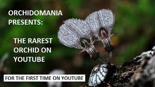 Orchidomania Presents The Rarest Orchid on YouTube [upl. by Leftwich489]