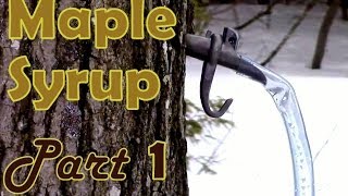 Making Maple Syrup Part 1 How to Select amp Tap a Maple Tree [upl. by Fagan905]