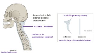 Anatomy of the Ligamentum Nuchae Description origin insertion and Function [upl. by Powell]