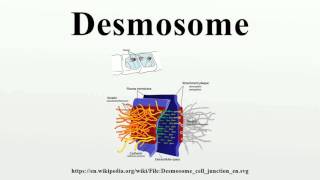 Desmosome [upl. by Aksehcnarf]