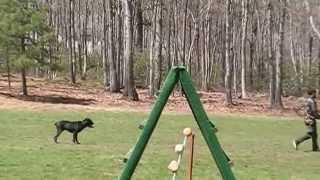 Ob3 schutzhund IPO CaneCorso k9intelligencecom [upl. by Leanard]