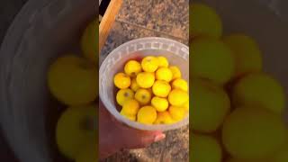 Yellow cherries 🍒 we bought from someone on the side of the road 🤮 foodie content101 contentvog [upl. by Froemming]