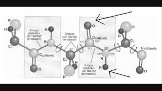 Estructura primaria de las proteínas [upl. by Edyak]