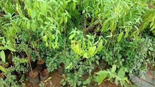 Rare tree Santalum album or Indian Sandalwood tree saplings [upl. by Aissat]