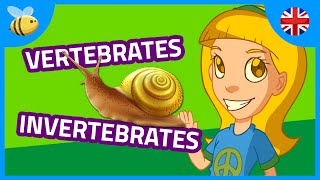 Vertebrates and Invertebrates Animals part 1  Kids Videos [upl. by Crosby]