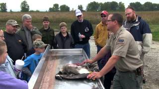 Canada Goose Processing from Field to Table  Indiana DNR [upl. by Byrom]