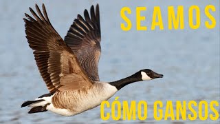 🦢🦢SEAMOS CÓMO LOS GANSOS Liderazgo de los Gansos EL VUELO DE LOS GANSOS Trabajo en Equipo [upl. by Acsehcnarf]