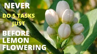 What NOT to Do Before Flowering of Lemon Plant [upl. by Niloc]