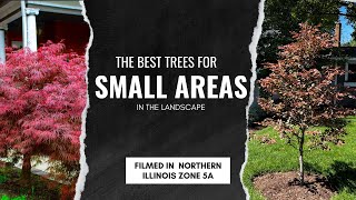 The Best Trees for Small Areas in YOUR Yard [upl. by Suiravaj]