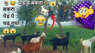 बकरी पेड़ पर चढ़ गई🤣The goat climbed the tree inbakri Vali comedy video😂bakra ped parbakri ped par [upl. by Strickman]