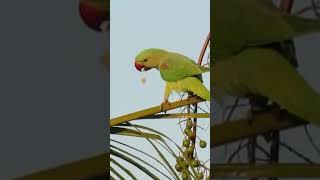 Alexandrine parakeet 🦜🦜female💫busy with food🤗pls subscribe🙏 [upl. by Cottle463]