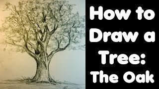 How to draw a Tree The Oak [upl. by Anatola]