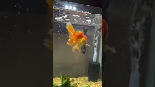 New heater for the fish tank heater upgrade fishtank aquarium saturdayvibes shorts ytviral [upl. by Cartwell812]