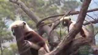 Coquerels Sifaka Lemur at the Bronx Zoo [upl. by Ev]