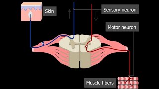 Roots of Spinal Nerves amp Spinal Segments شرح مبسط ل [upl. by Croner]