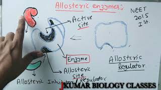 ALLOSTERIC ENZYME  ACTIVE SITE  ALLOSTERIC SITE  INHIBITORY SITE  ALLOSTERIC REGULATOR [upl. by Woodruff]