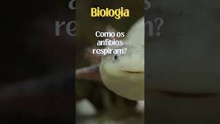 Como os anfíbios respiram anfibios respiracao branquias pele pulmoes biologia [upl. by Alethia]