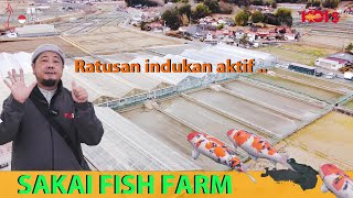 TERBESAR DI JEPANG   SAKAI FISH FARM [upl. by Aerdno]