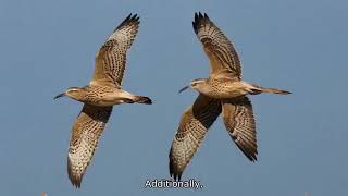 Curlews are Charming [upl. by Killie274]