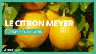 Le citron Meyer ou Citronnier 4 saisons  conseils et entretien  Truffaut [upl. by Pressey]