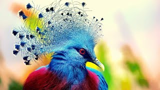 Most Beautiful  Victoria Crowned Pigeon [upl. by Asirrom]