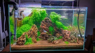 TOP 5 EASY CARPETING AQUARIUM PLANTS [upl. by Yelmene]