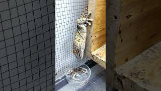 Tokay Gecko Eats Superworms phucsanimalhouse gecko tuko [upl. by Ayanej]