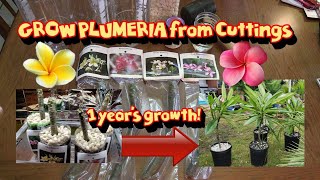 Tricks for Growing Hawaiian Plumeria from Cuttings 🌺 Even Indoors in the Winter [upl. by Anirbac]