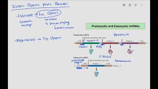 Sistem Operon Prokariot [upl. by Aicena]