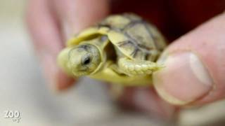 Tiny Baby Egyptian Tortoise Up Close [upl. by Ingelbert936]