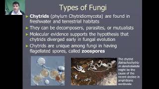 Introduction to Fungi [upl. by Anillehs]