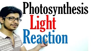 Light reaction of Photosynthesis  Photosynthesis lecture 1 [upl. by Burgener]